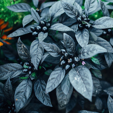 Black Pearl Pepper Seeds - The Pepper Pantry (Formerly Marie Sharp's)
